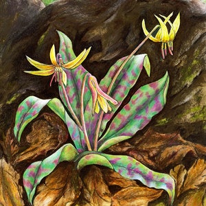 Trout Lily Cards & Prints from Original Painting image 2