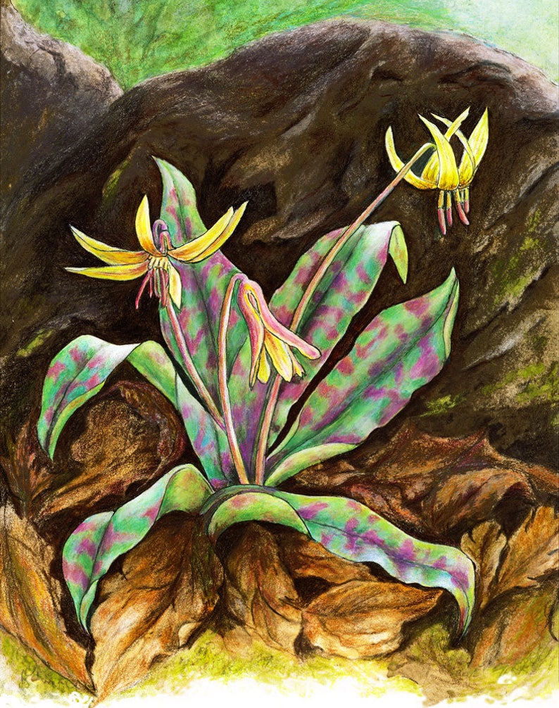 Trout Lily Cards & Prints from Original Painting image 2