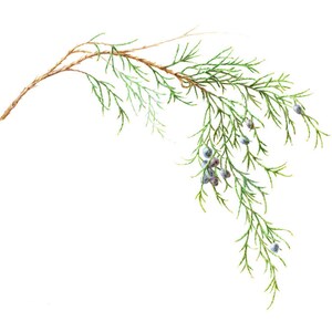 Eastern Red Cedar Cards & Prints from Original Botanical Painting image 2