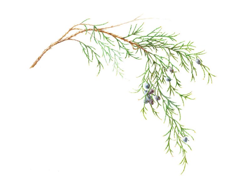 Eastern Red Cedar Cards & Prints from Original Botanical Painting image 2