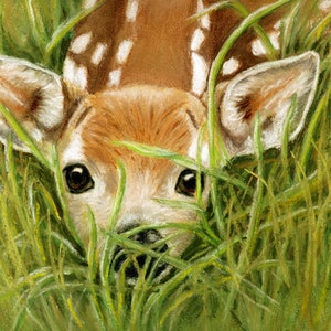 Fawn Surprise Cards and Prints from Original Pastel Painting image 1