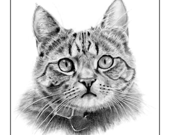 American Short Hair Cat Cards & Prints from Original Graphite Drawing