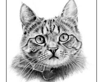 以下が含まれることがあります： 首輪をしたトラ猫の白黒鉛筆画。猫は好奇心旺盛な表情で、直接鑑賞者を見つめている。