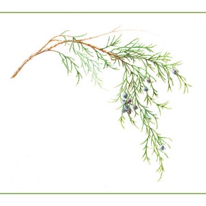 Eastern Red Cedar Cards & Prints from Original Botanical Painting image 1