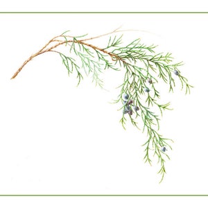 Eastern Red Cedar Cards & Prints from Original Botanical Painting