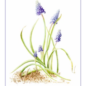Grape Hyacinth Cards and Prints from Original Botanical Painting