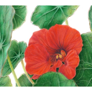 Nasturtium Cards & Prints from Original Botanical Painting