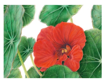 以下が含まれることがあります： 複数の花びらを持つ赤い花の水彩画で、大きな緑の葉に囲まれています。 花は焦点であり、詳細な陰影とテクスチャがあります。 葉には顕著な葉脈とテクスチャの外観があります。 背景は白です。