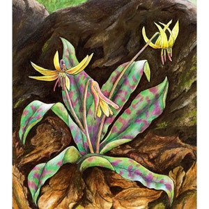 Trout Lily Cards & Prints from Original Painting image 1