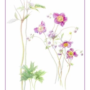 Japanese Anemones Cards and Prints from Original Botanical Painting