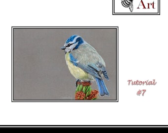 Tutorial de lápiz de color Blue Tit por Deb Stanley Art