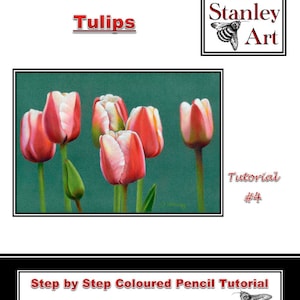 Puede incluir: Un tutorial paso a paso de dibujo con lápices de colores para dibujar tulipanes. El tutorial se titula "Tulips" y está numerado como #4. La imagen muestra cinco tulipanes con pétalos blancos y rojos sobre un fondo verde azulado. Se incluye el nombre del artista, Deb Stanley CPCAS, y su sitio web, www.debstanleyart.co.uk.
