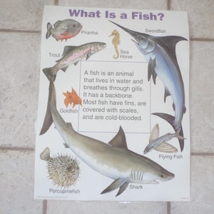 Vintage 1993 Frank Schaffer What is a Fish Laminated Classroom Learning and Educational Double Sided Poster learning Aid.  **FREE Shipping**