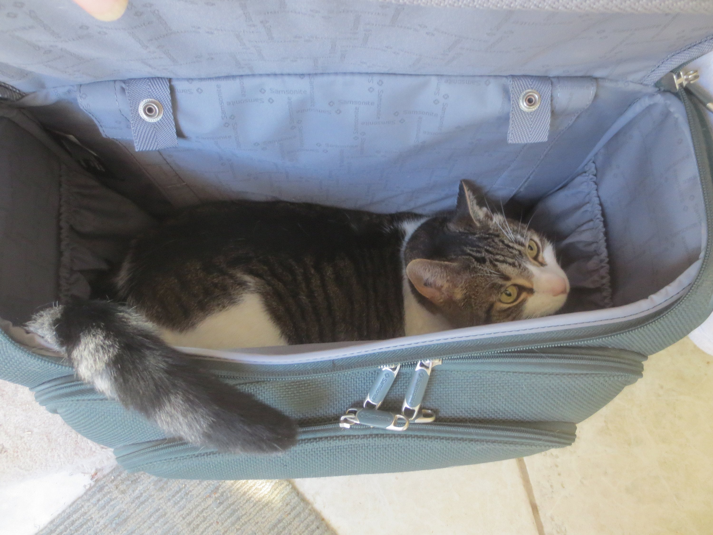 Samsonite cat carrier cheap