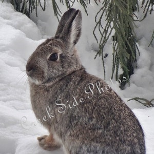 Instant Digital Download, Cottontail Rabbit, Cute, Snow, Wall Art