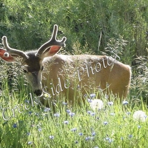 Instant Digital Download, Handsome Buck, Animal Photography, Nature, Deer, Mystical, Wall Art