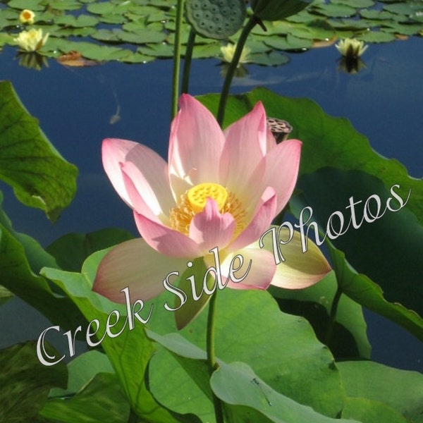 Instant Digital Download, Water Lily, Pond, Flower, Balboa Park, Flower Photography, Wall Art