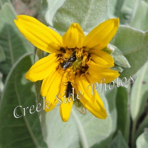 Instant Digital Download, Sunflower, Mule's Ear, Insect Photography, Beetle, Black Wasp, Flowers, Nature, Wall Art