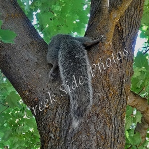 Instant Digital Download Gray Squirrel, Adorable Furry Critter, Beautiful Tail, Animal Photography, Nature, Wall Art