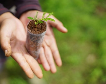 Plant 5 Trees for Conservation!