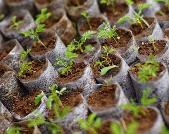 Plant Trees for Charity