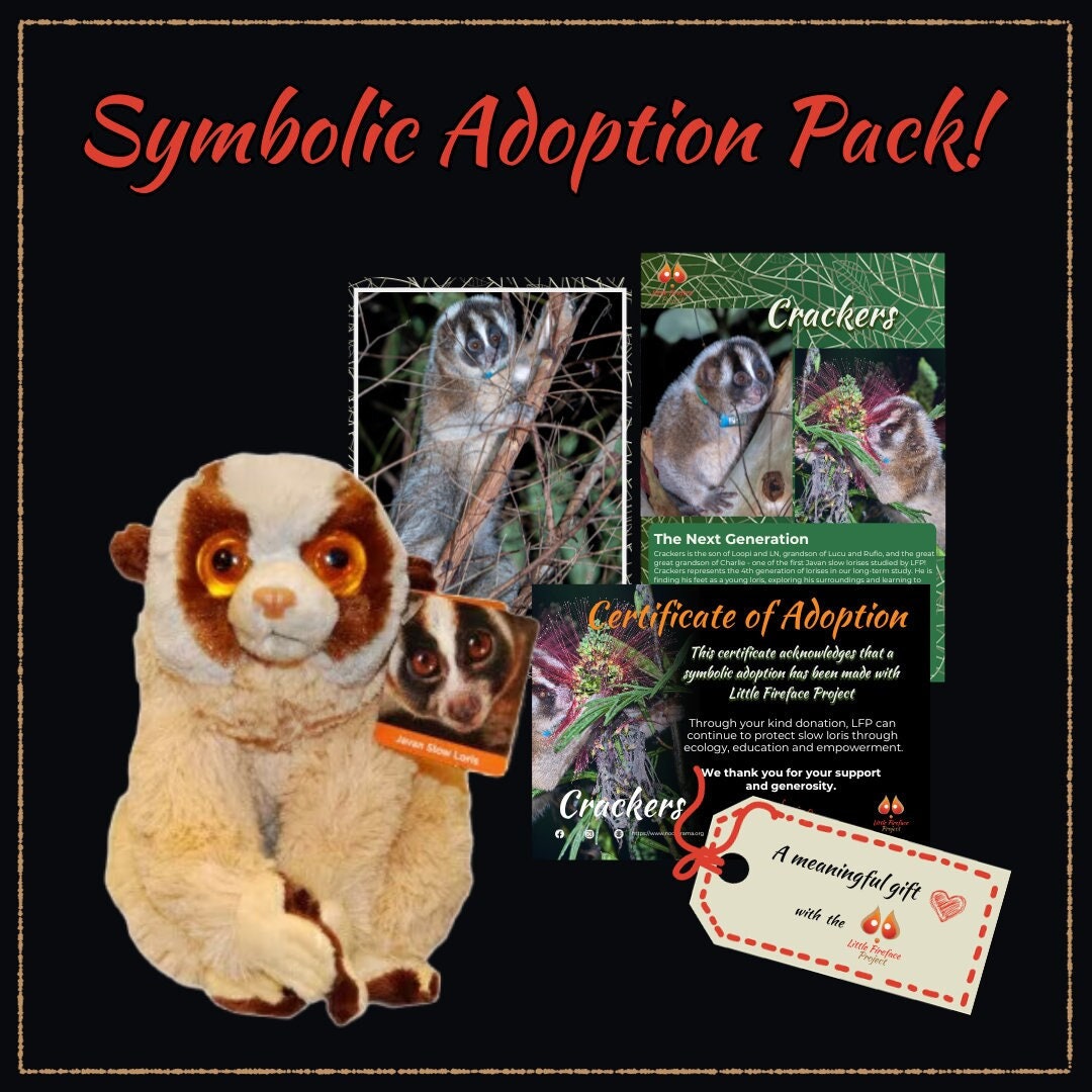 Slow Loris Plush Plushie Cuddly Toy Teddy and Adoption Supporting