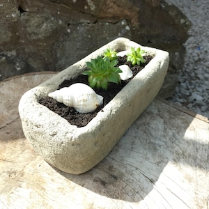 May include: A rectangular stone planter, filled with soil, green succulents, and white seashells. The planter sits on a weathered wooden surface. The succulents are a vibrant green. The planter's dimensions are approximately 30 cm in length.