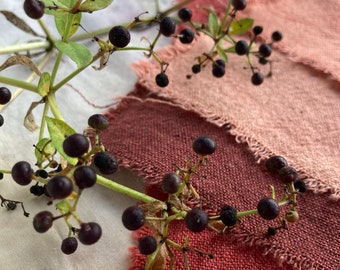 Madder Seeds - rubia tinctoria - Grow your natural dye garden