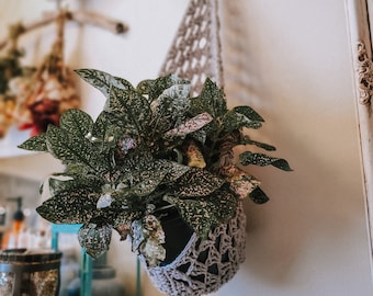 Wall Plant Holders | Hanging Planters | Crochet Home Decor | Hanging Pot Holders for Plants and Gardening  | Indoor Garden Decor