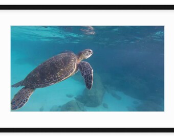 May include: A green sea turtle swims through clear blue water. The turtle is facing right and has a dark green shell with light brown markings. The water is shallow and the bottom is visible.