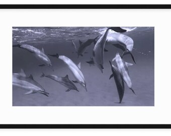 May include: A group of dolphins swimming in the ocean. The dolphins are gray and white and are swimming in a pod. The water is clear and blue.
