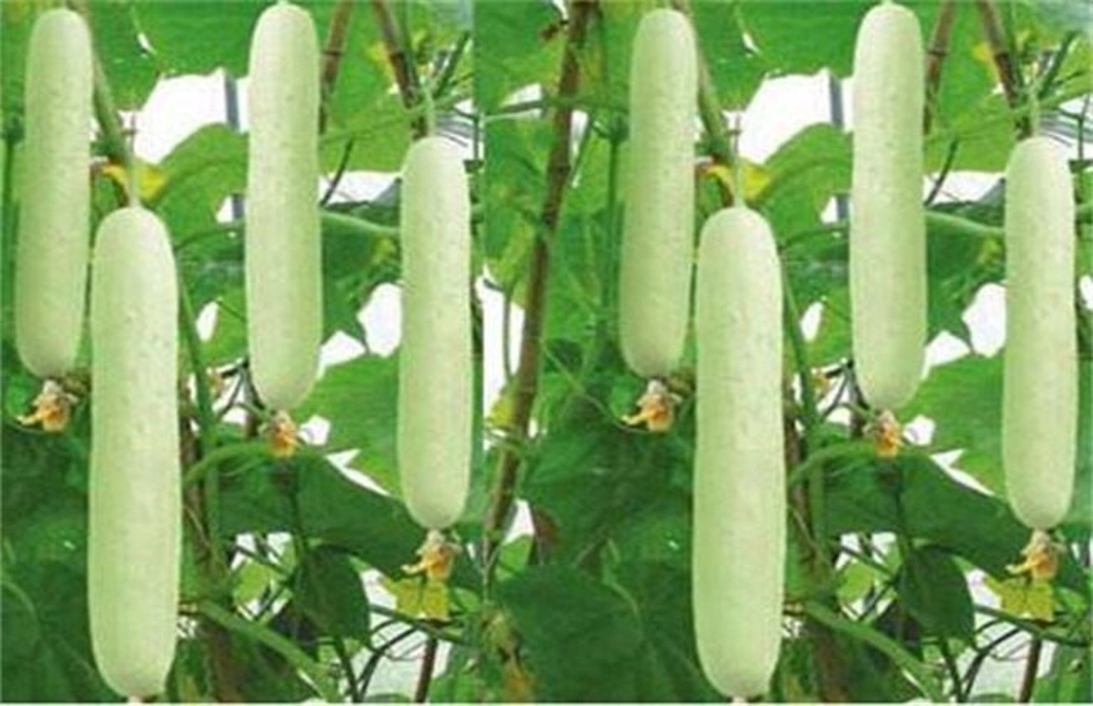 White Cucumber Seeds 2 g / 60 seeds Etsy