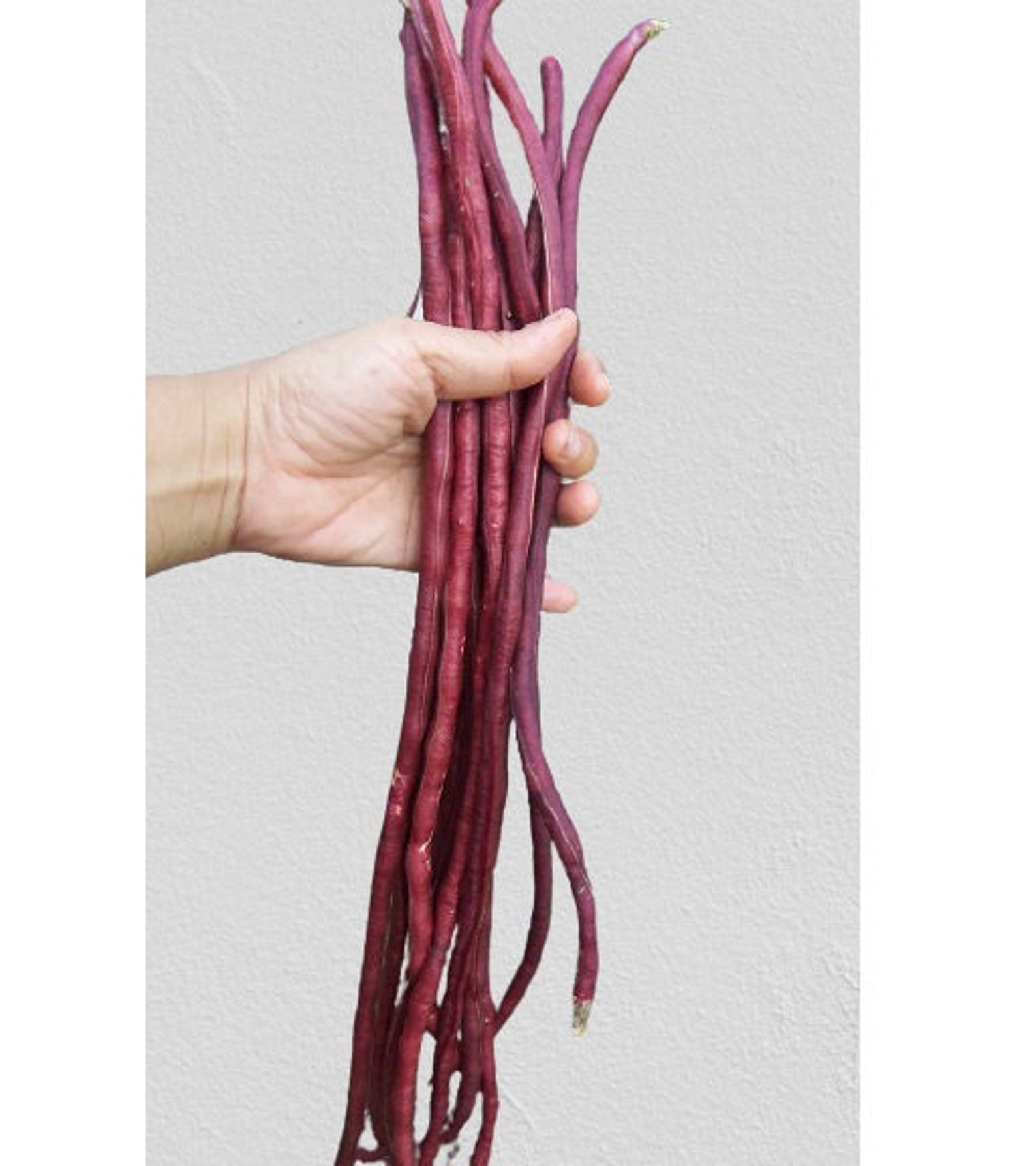 Red Long Yard Bean 10g / 80 seeds easiest to grow high Etsy