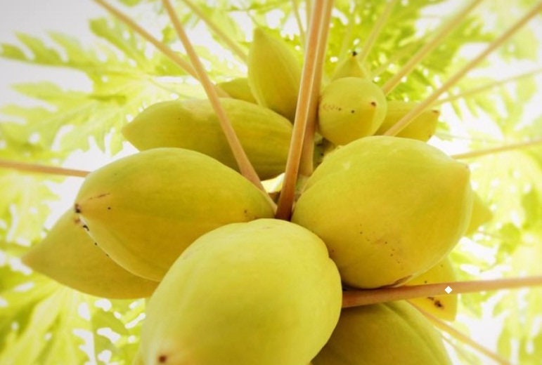 Exotic Golden Papaya 20 seeds easy to grow high Etsy