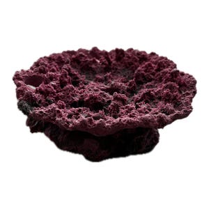 May include: A dark purple coral reef rock, ideal for aquariums and terrariums. The rock has a rough, textured surface and a unique shape.