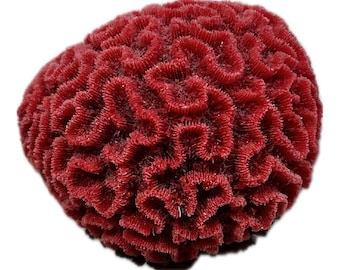 Image result for Small Platygyra Brain Coral - Artificial Coral for Fish Tank & Aquarium ...