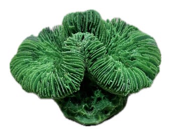 Kleine Hirnkoralle, Lobophyllia - #263