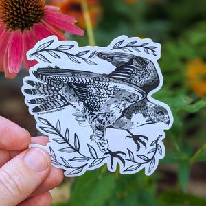 Peregrine Falcon Vinyl Sticker