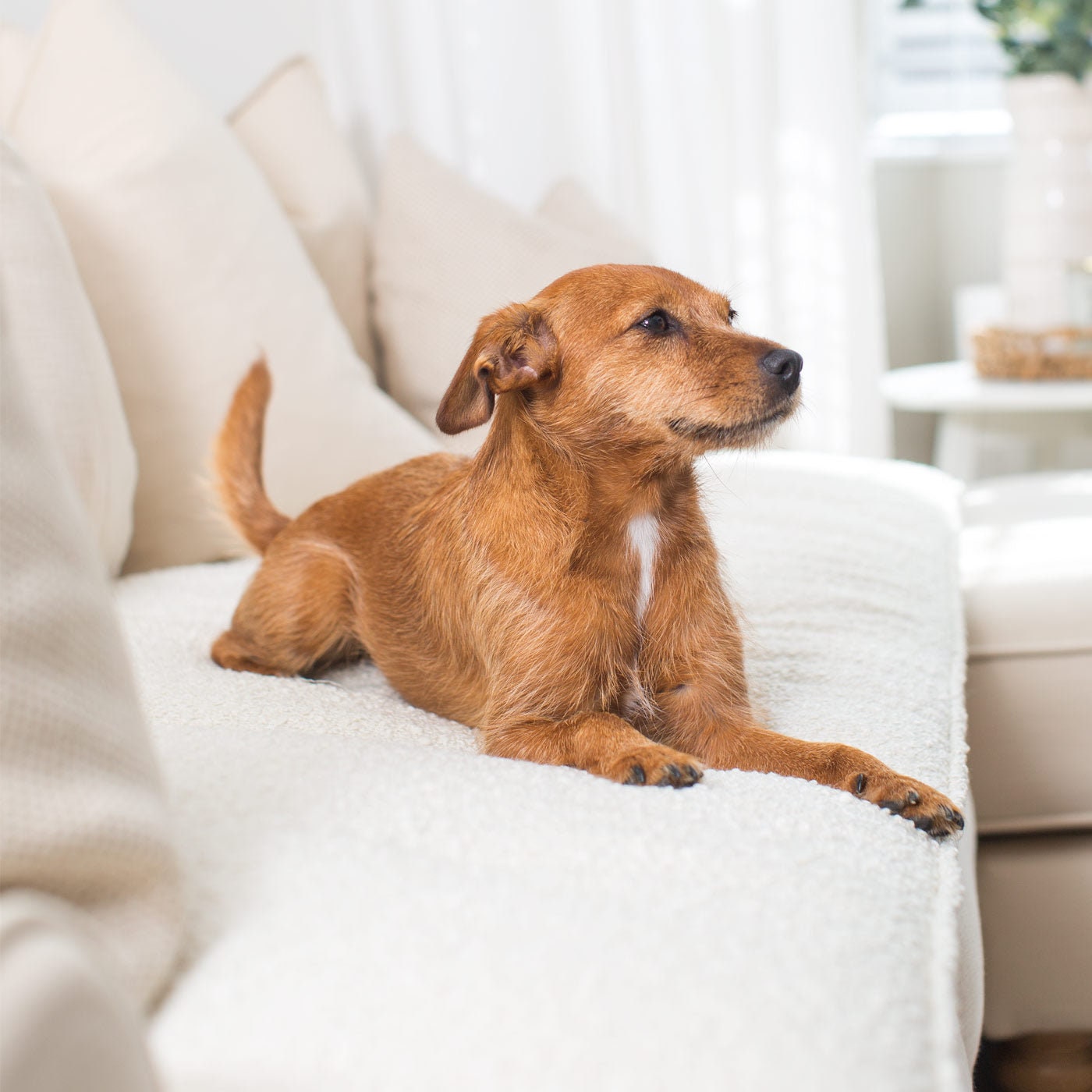 Lords Labradors Luxury Boucl Sofa Topper Sofa Protector for