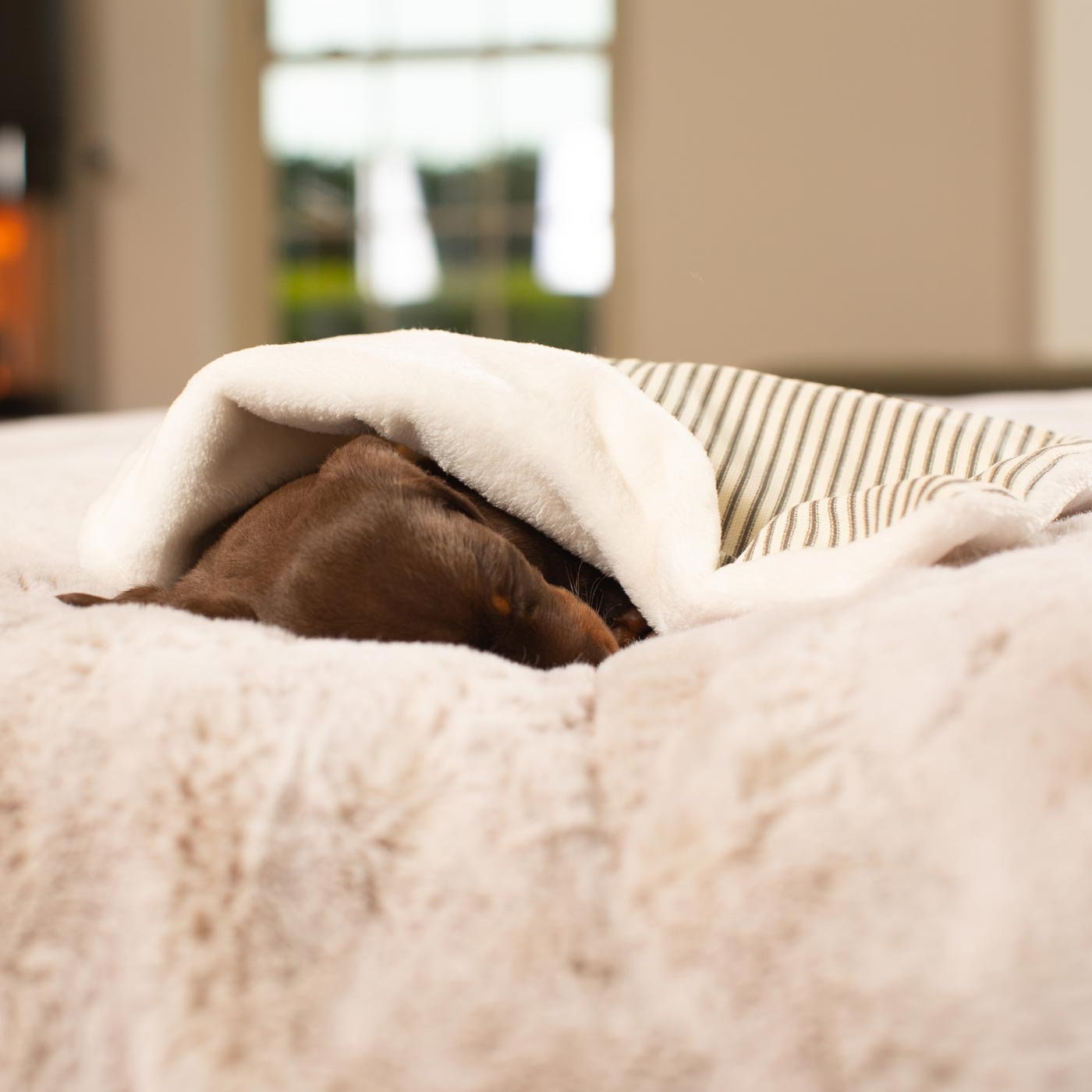 Puppy scent blanket sale