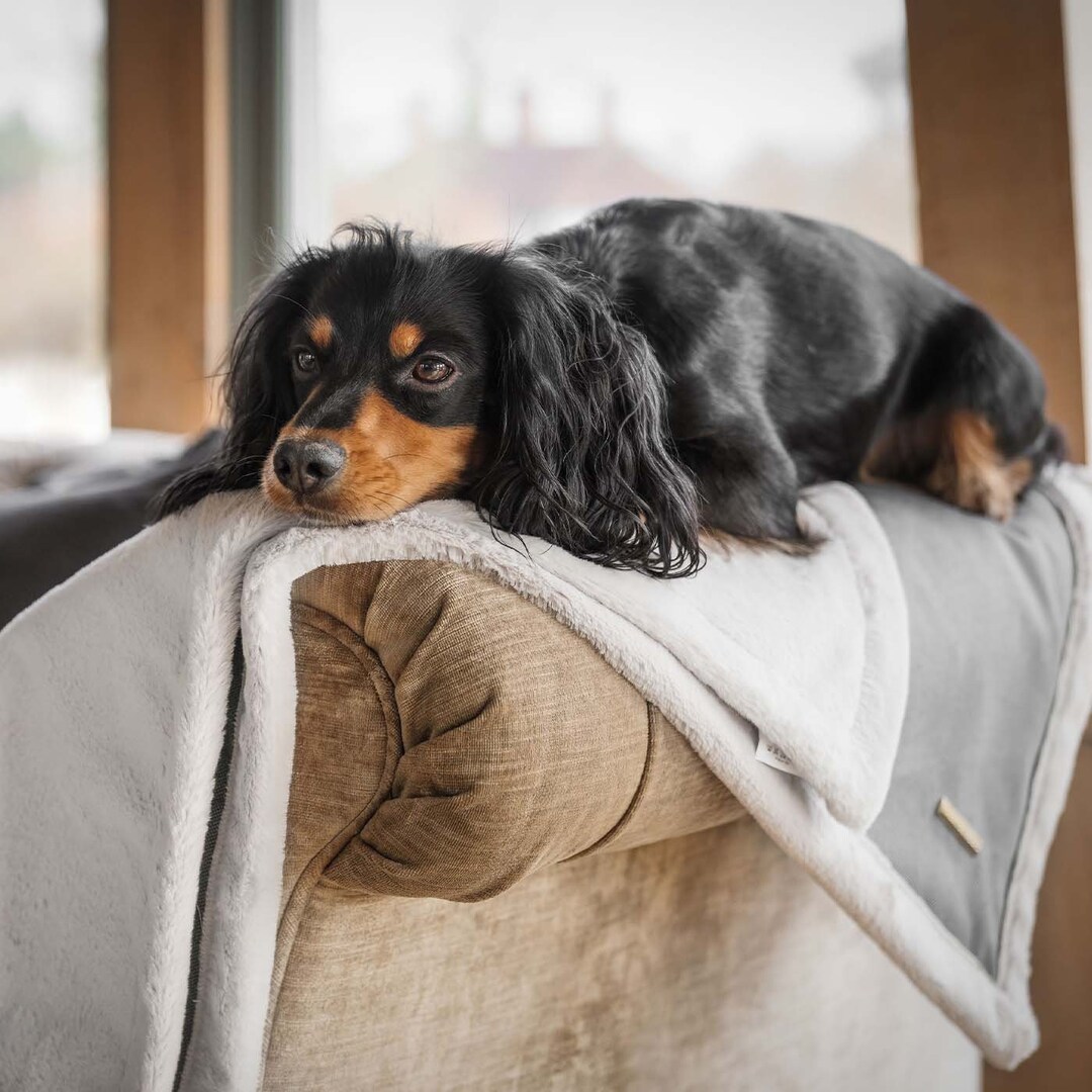 Best dog couch blanket new arrivals