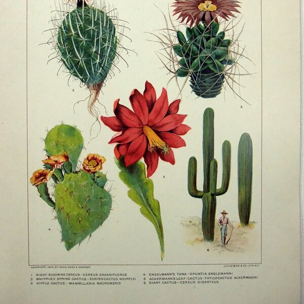 Kakteen - Original 1902 datierte Stein Chromo-Lithographie von Julius Bien. Antike Botanik