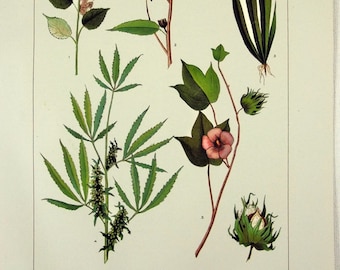 Fibre Plants - Original 1902 Dated Stone Chromo-Lithograph by Julius Bien. Antique Botanical Hemp Cotton