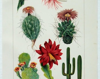 Cacti - Original 1902 Dated Stone Chromo-Lithograph by Julius Bien. Antique Botanical