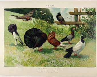 Pigeons - Original 1902 Dated Stone Chromo-Lithograph by Julius Bien.