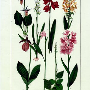Amerikanische Orchideen - Original 1902 Datiert Stein Chromo-Lithographie von Julius Bien & Co. Botanische Antik
