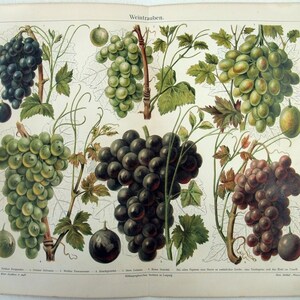 Grapes Original 1905 Chromolithograph by Meyers. Weintrauben image 1
