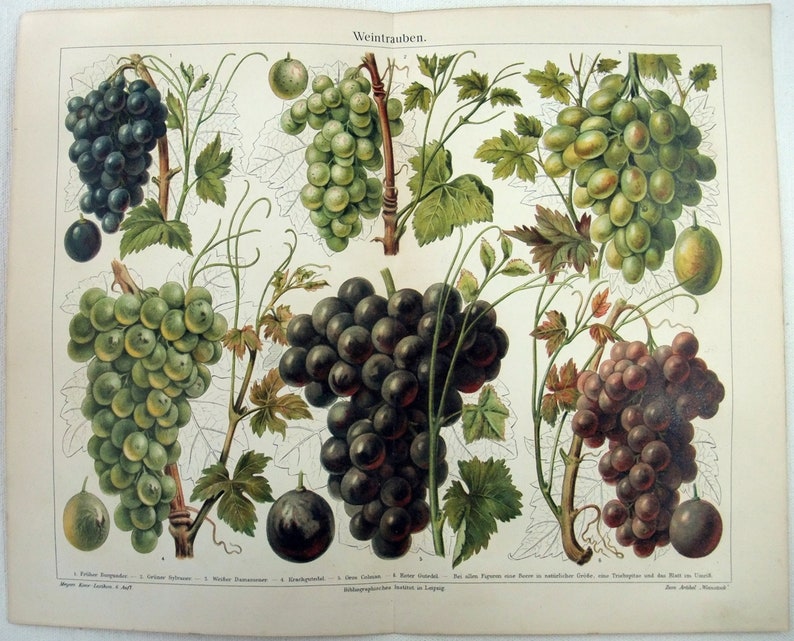 Grapes Original 1905 Chromolithograph by Meyers. Weintrauben image 1
