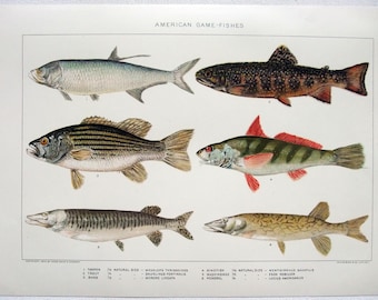 American Game Fish - Original 1902 Dated Stone Chromo-Lithograph by Julius Bien. Antique