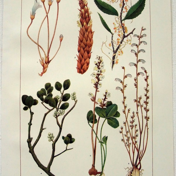 Parasitic Flowering Plants - Original 1902 Dated Stone Chromo-Lithograph by Julius Bien. Antique Botanical